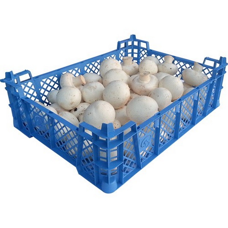 Mushrooms  1.2KG