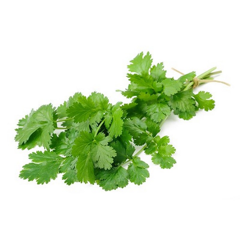 FRESH CORRIANDER bunch